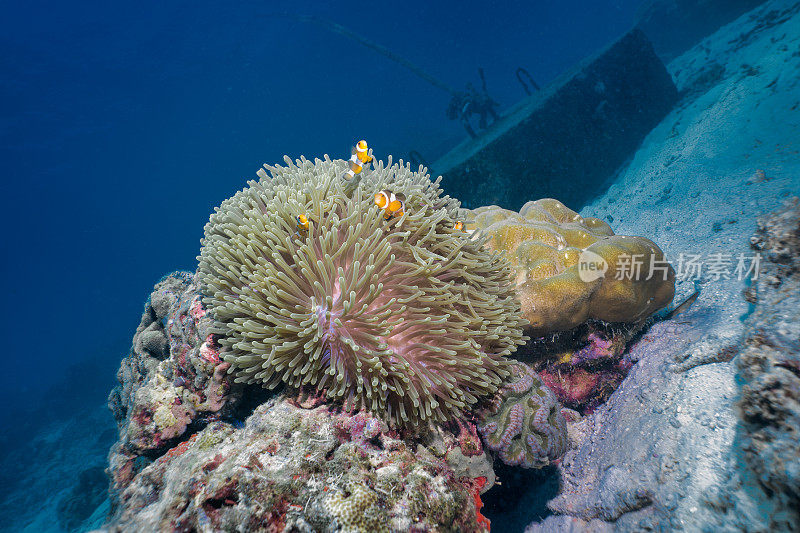 华丽海葵中的水下小丑鱼(Amphiprion ocellaris)